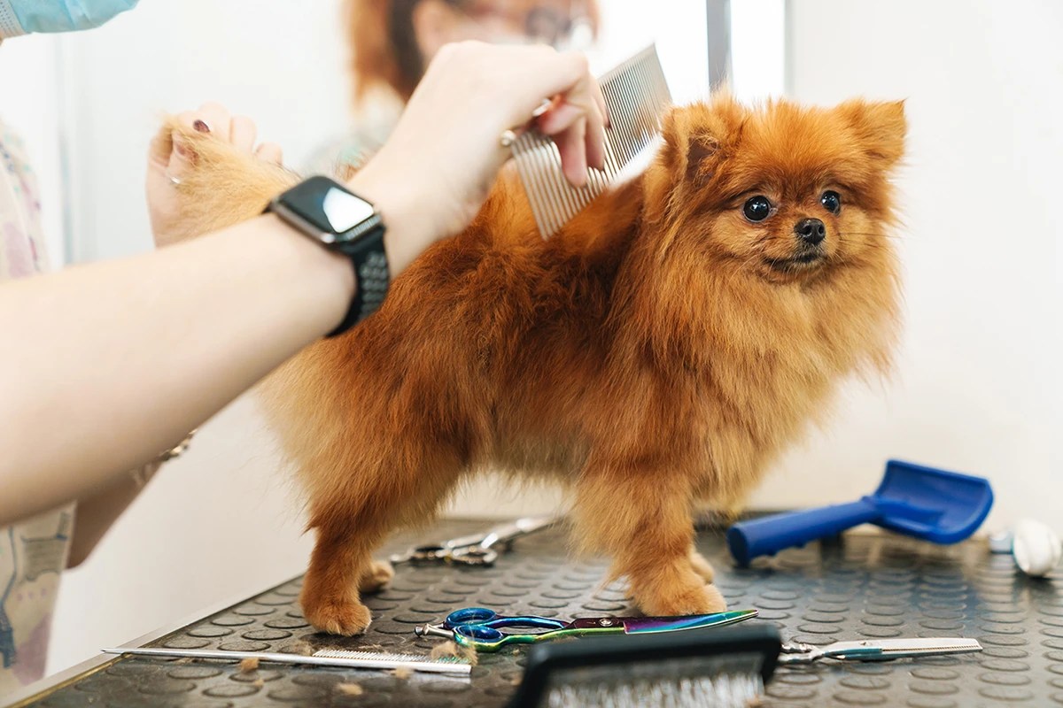 What is Pet Grooming Software? MarketBox